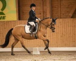 Zuchtstute Bodenthal's Naomi (Deutsches Reitpony, 2016, von Arts Deilahro)