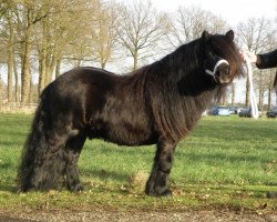 stallion Turbo Magic van Kastanjehof (Shetland Pony, 2003, from August van de Kosterweide)