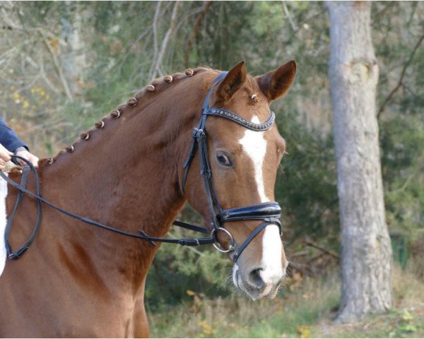 dressage horse Belantano (Mecklenburg, 2015, from Belantis)