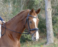 Dressurpferd Belantano (Mecklenburger, 2015, von Belantis)