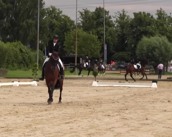 Reitturnier Münster-Roxel 2016