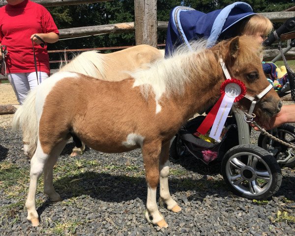 stallion Dorosalas Newbie (Shetland pony (under 87 cm), 2019, from Niceman of Catchpool)