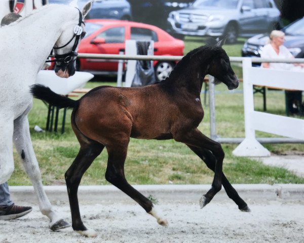 jumper Chaccos Claire T (Westphalian, 2019, from Chacco's Son II)