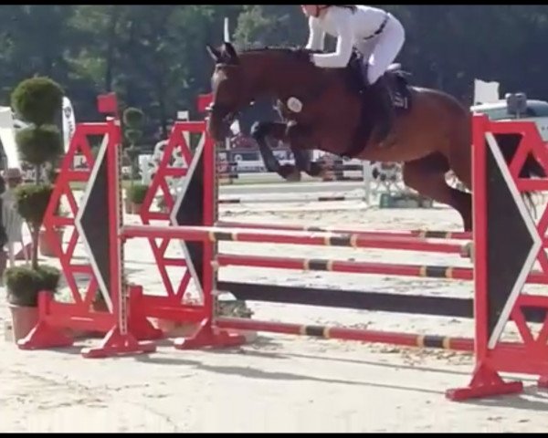 jumper Casper (German Sport Horse, 2015, from Caretino Gold)