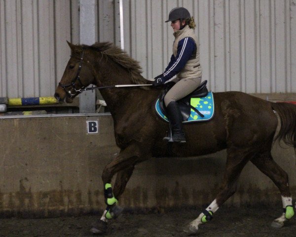 jumper Coco 281 (Danish Warmblood, 2004, from Crelido)