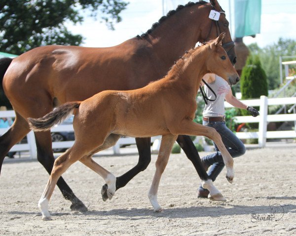 horse Stute von Sir Heinrich / Flanagan (Westphalian, 2018, from Sir Heinrich OLD)