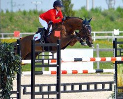 jumper Casanova S (Zangersheide riding horse, 2005, from Crown Z)