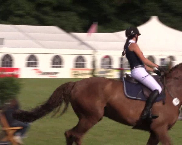 FEI Reitturnier Steinhagen (GER) 2016