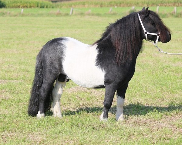 stallion Diablo v. Willem´s Hof (Shetland Pony,  , from Topper van de Kortenhof)