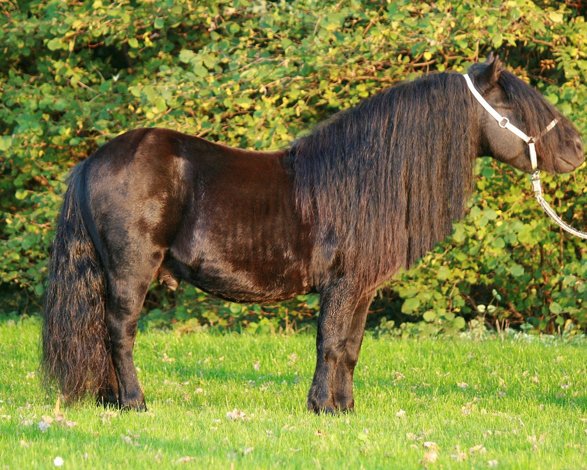 Dressurpferd Mr. Ed (Shetland Pony, 2006, von Edmund van de Brouwerij)