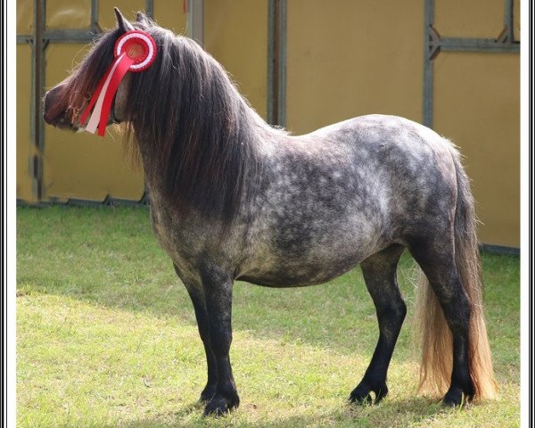 Fattrice Miss Elly K (Shetland Pony, 2015, di Mr. Ed)