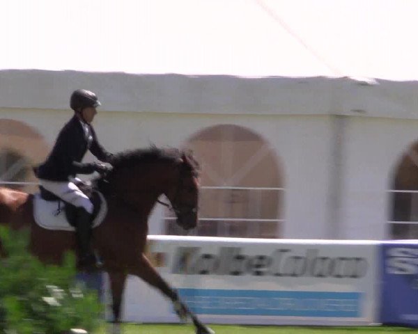 FEI Reitturnier Steinhagen (GER) 2016
