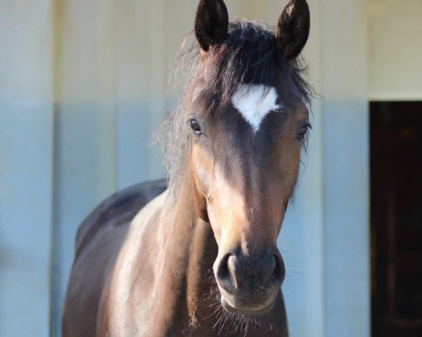 broodmare Rosi 432 (Hanoverian, 2017, from Rotspon)