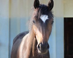 broodmare Rosi 432 (Hanoverian, 2017, from Rotspon)