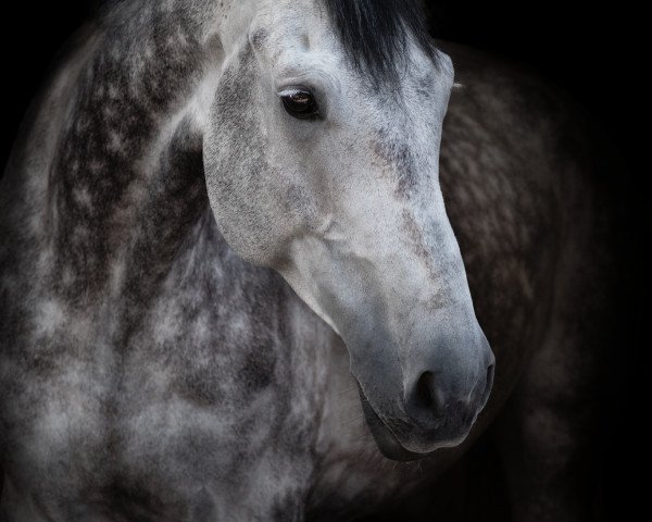Springpferd Laximus Prime (Holsteiner, 2011, von Limbus)
