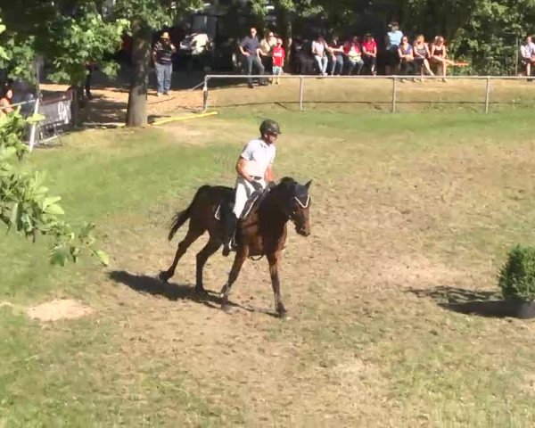 Reitturnier Herrenberg-Gültstein 2016