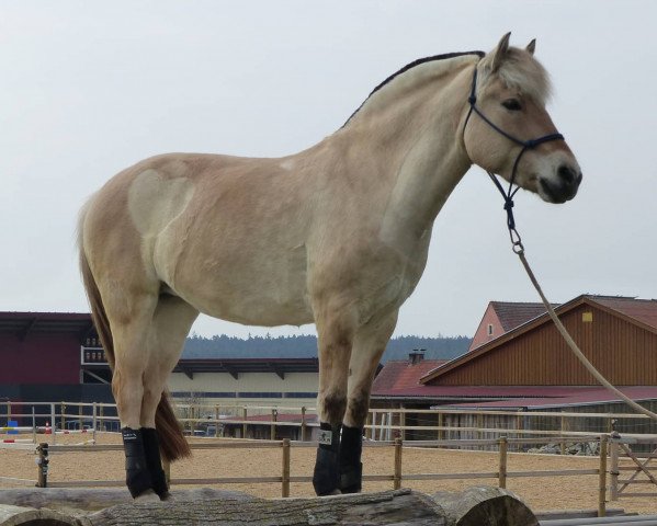 dressage horse Jara (Fjord Horse, 2010, from Koljar) dressage horse Jara (Fjord Horse, 2010, from Koljar)