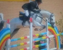 jumper Tiefenhofs Lucius (Hungarian Warmblood, 2004, from Luka)