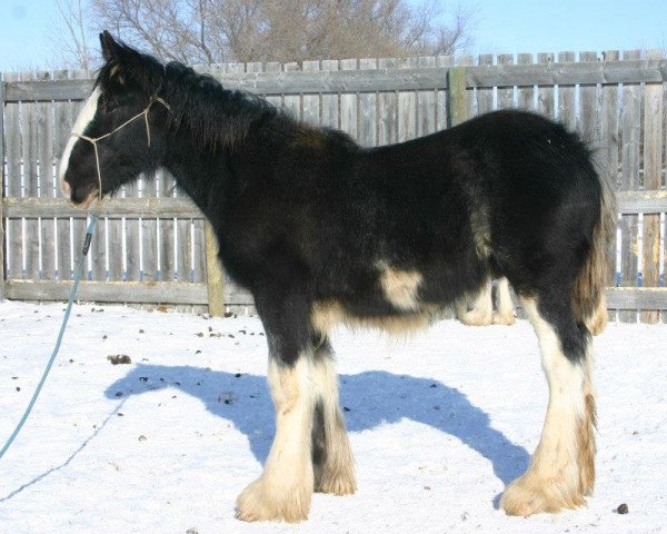 horse Amethyst Lachlan (Clydesdale, 2012, from Tartan Macleod)