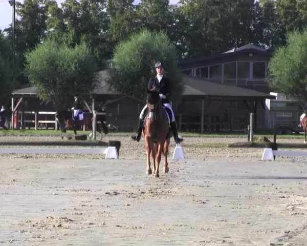 Reitturnier Münster-Roxel 2016