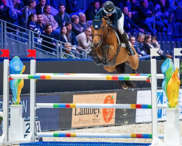 jumper Clochard (Belgium Sporthorse, 2008, from Kashmir van't Schuttershof)