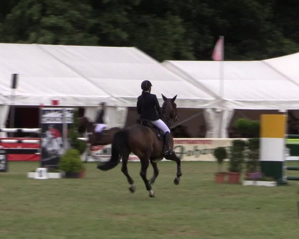 FEI Reitturnier Steinhagen (GER) 2016