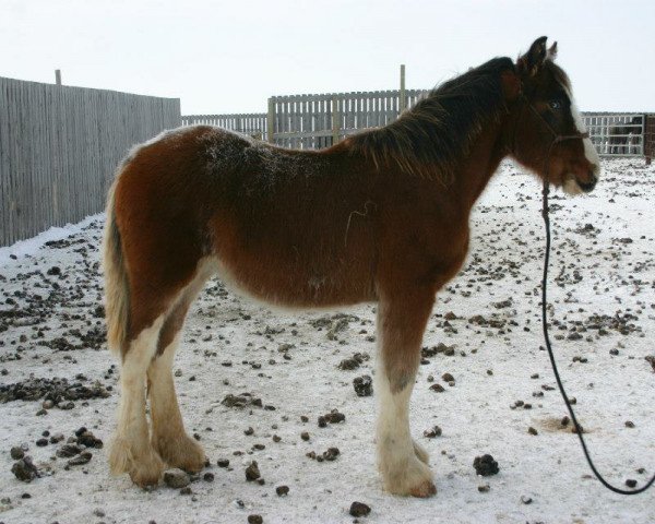 horse Amethyst Liam (Clydesdale, 2012, from Joseph Lake's Gunsmoke)