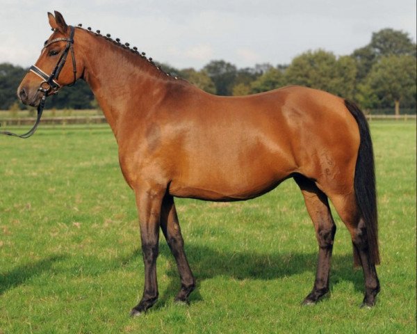 Zuchtstute Glitter Girl (Deutsches Reitpony, 2000, von Losander)