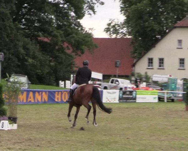 FEI Reitturnier Steinhagen (GER) 2016