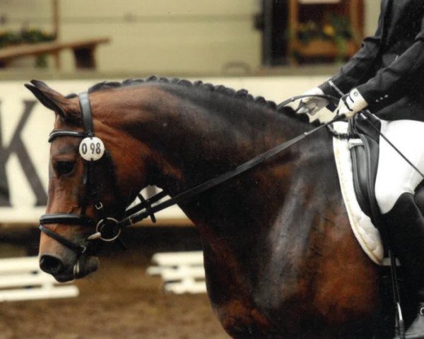 Zuchtstute Finesse 344 (Westfale, 2009, von Fürst Piccolo)