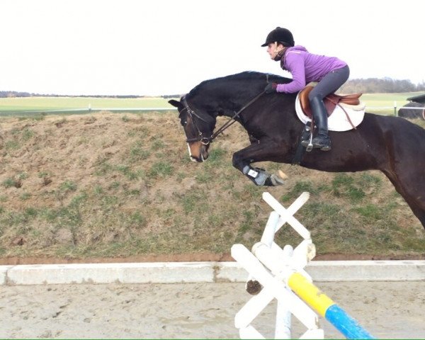 Zuchtstute Bijou Princess (Hannoveraner, 2009, von Balou du Rouet)