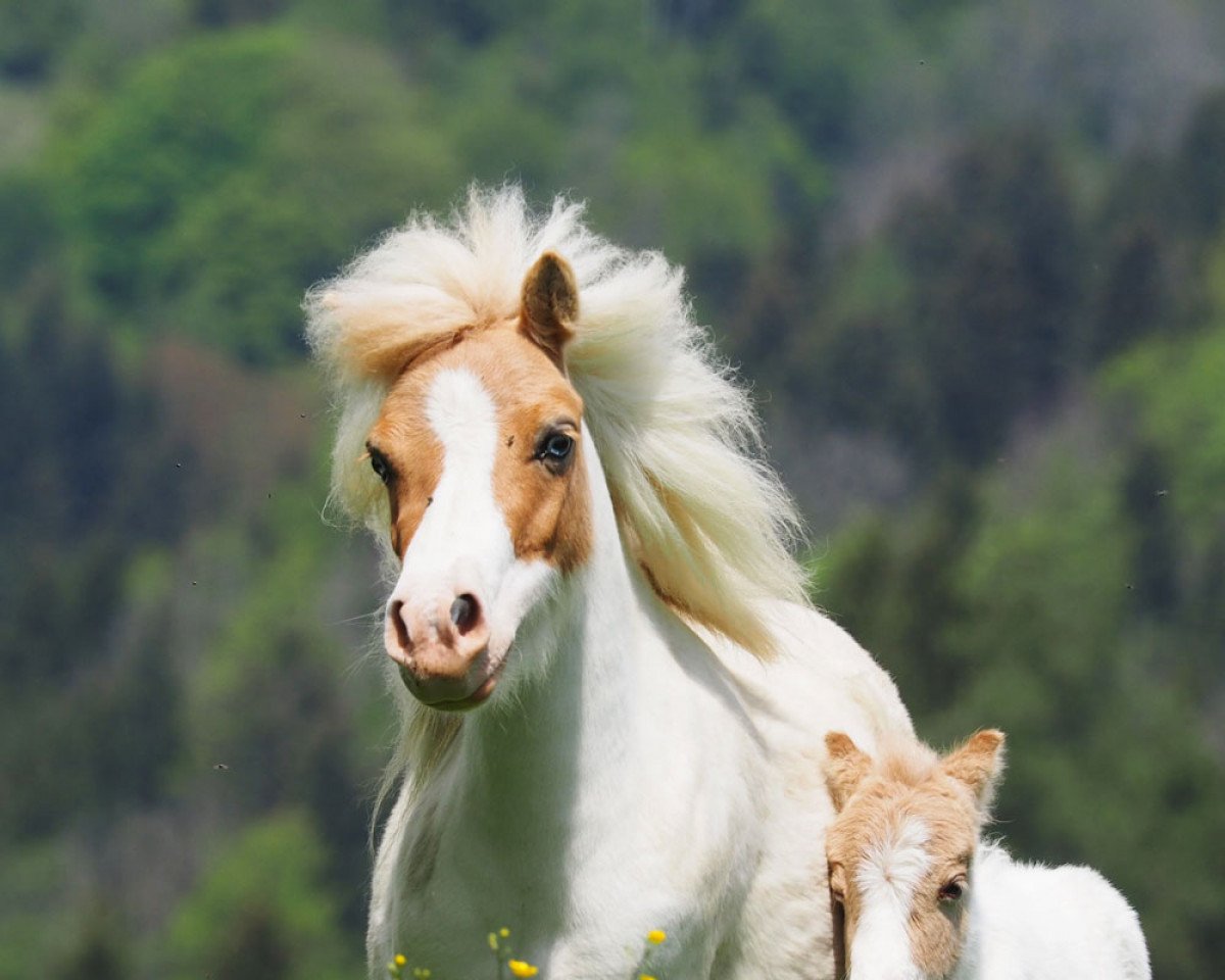 broodmare Helawi Twilights Isabella (Shetland Pony, 2013, from Helawi Gabriel)