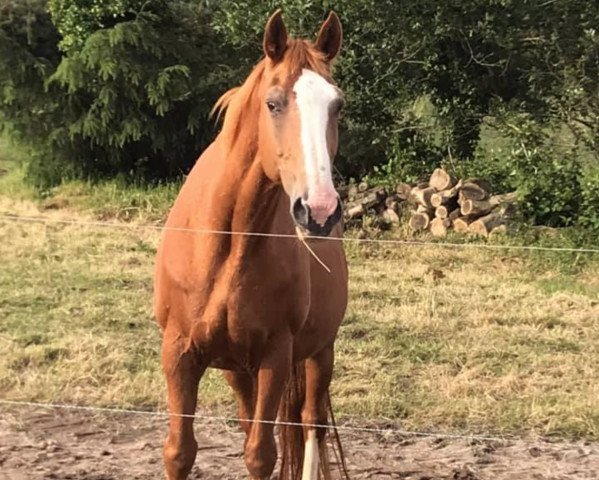 broodmare Jazzie du Parc (Selle Français, 1997, from Apache d'Adriers) broodmare Jazzie du Parc (Selle Français, 1997, from Apache d'Adriers)