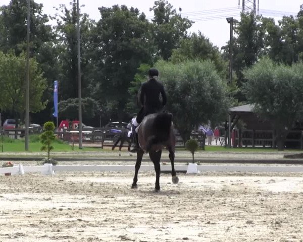 Reitturnier Münster-Roxel 2016