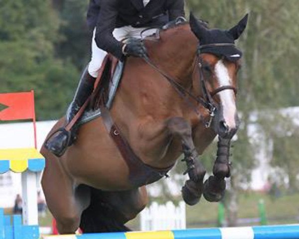 horse Menphis du Park (Selle Français, 2000, from Apache d'Adriers) horse Menphis du Park (Selle Français, 2000, from Apache d'Adriers)