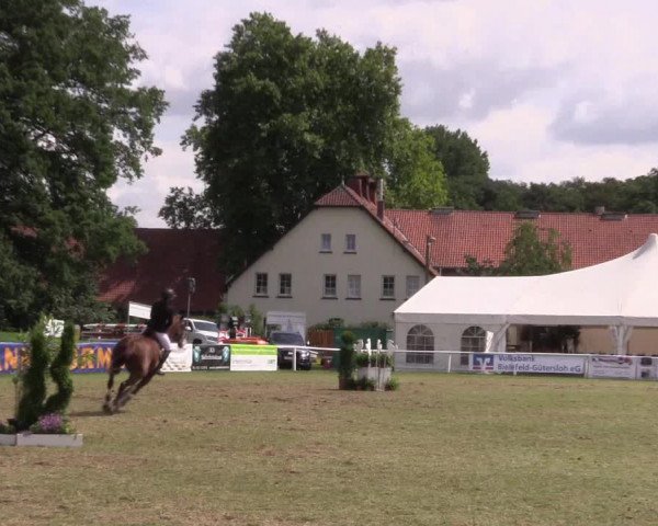 FEI Reitturnier Steinhagen (GER) 2016