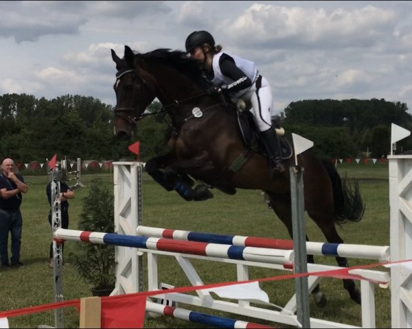 jumper Claudel (Holsteiner, 2006, from Carlos DZ)