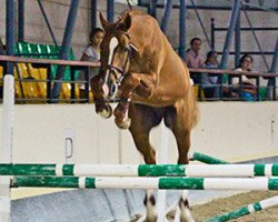 Caballo Jaguar De RG (Caballo Deportivo Español, 2012, de Mr. Cartano)