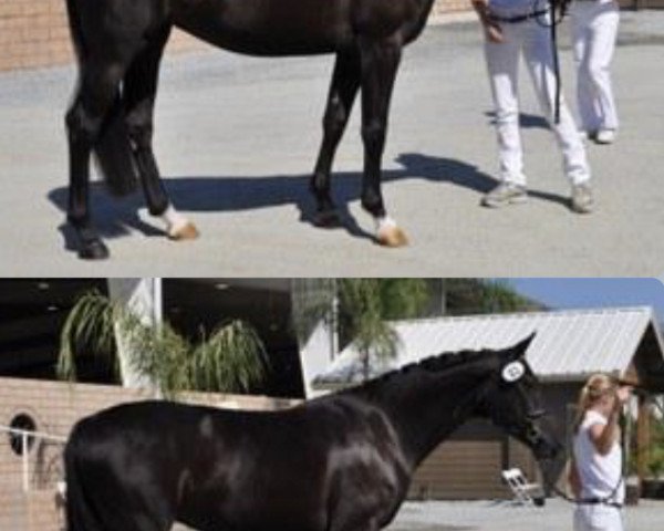 broodmare Jeolieta (KWPN (Royal Dutch Sporthorse),  , from Zeoliet)