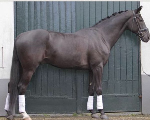 Pferd Eleander (KWPN (Niederländisches Warmblut), 2009, von Sir Donnerhall I)