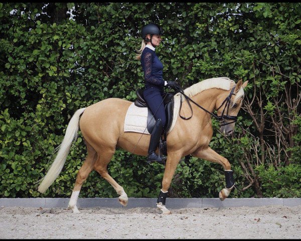Pferd Cantuccino (Deutsches Reitpony,  , von Classic Dancer I)