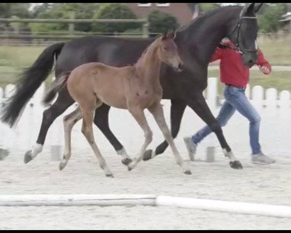 horse Diabola (Westphalian, 2019, from Blue Hors Dreamline)