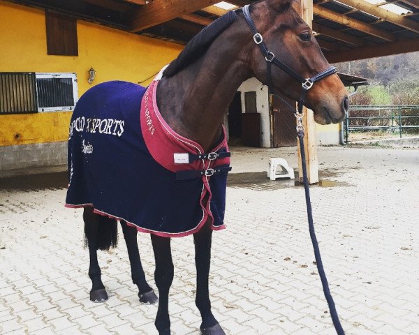 Dressurpferd Cara 233 (Österreichisches Warmblut, 2015, von Acasino B)