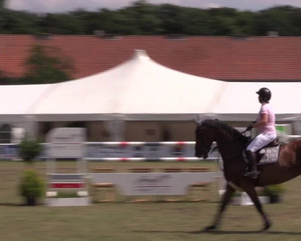 FEI Reitturnier Steinhagen (GER) 2016