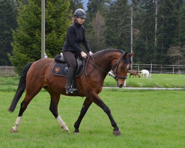horse Konvara (Swiss Warmblood, , from GB Konvally) horse Konvara (Swiss Warmblood, , from GB Konvally)