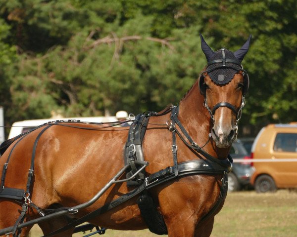 horse Leon (Sachs-door. Heavy Warmbl., 2003, from Lord I 1446)