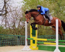 Springpferd Verdinand S (Deutsches Sportpferd, 2015, von Verdi)