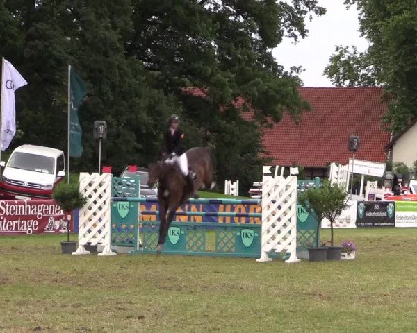 FEI Reitturnier Steinhagen (GER) 2016