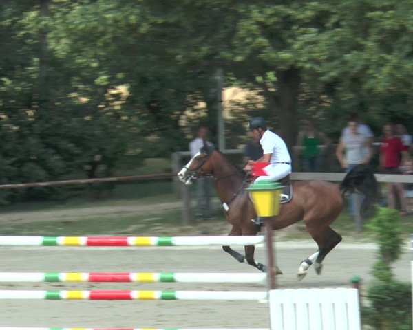 Reitturnier Münster-Roxel 2016