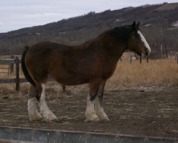 broodmare Battle River Kerrie (Clydesdale, 1992, from Benefactor's Perfect Print)